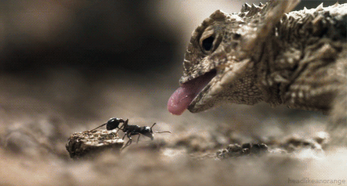 A regal horned lizard catches a harvester ant. (Untamed Americas - NGC)