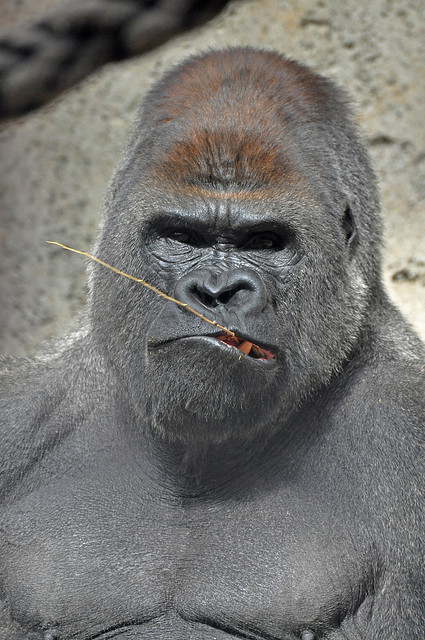 Western Lowland Gorilla by Truus & Zoo on Flickr.