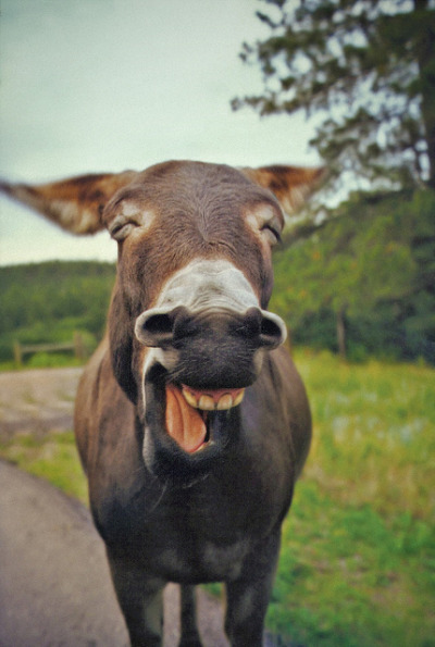theanimalblog:

Laughing Donkey. Photo by jaxxon
