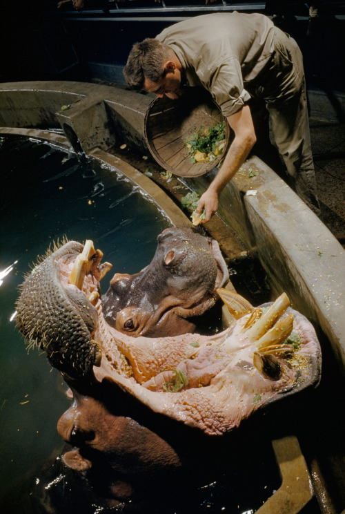 natgeofound:

A hippopotamus and his mate line up at tank’s edge at feeding time, March 1957.Photograph by Robert F. Sisson and Donald McBain, National Geographic