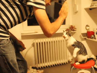 cute cool cat high five - YouTube