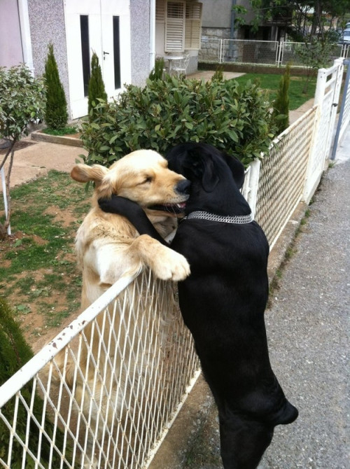 awwww-cute:

Pals forever