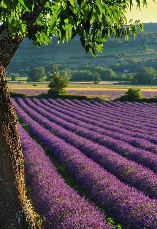 travelinspire / Provence, south of France