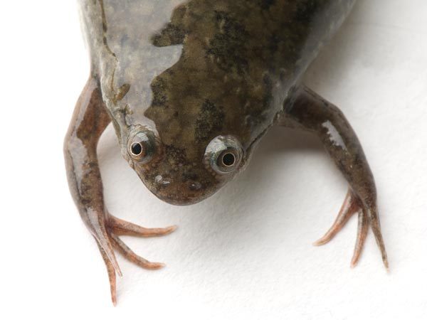 (via African Clawed Frog Spreads Deadly Amphibian Fungus)