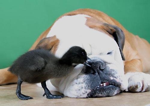llbwwb:  Todays Cuteness,for the dog lovers:) Ouch! English bulldog and cayuga duckling by Kelli Riley .