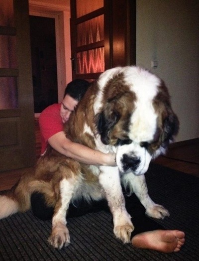 (via 21 Dogs Who Don’t Realize How Big They Are)