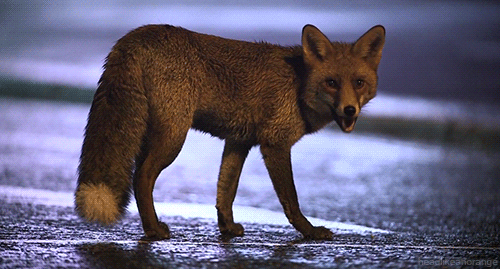 red fox animals gif | WiffleGif