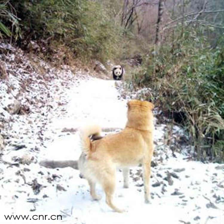Chance Encounter with a Wild Panda / Post by Pandas International from China Daily
Given their small numbers and solitary lifestyles, Pandas are seldom seen in the wild but a man in Shaanxi province had quite the surprise as walked his dog recently, coming face to face with one of these elusive bears.
He Yidong came face-to-face with the Panda as he walked his dog along a trail.  He managed to take a picture of the encounter before his dog scared the panda away. In 2006, the government moved 14 families out of this area of the in Shaanxi province into city to preserve the environment for the panda population.  
In winter, the pandas come down from the mountain to seek better bamboo shoots, their primary food source.  Occasionally, as a result, there are chance meetings like this.