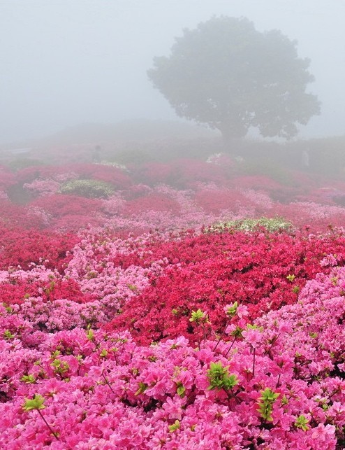 "En países de nieblas también nacen las flores.
Después de la amargura y después de la pena
es cuando da la vida sus más bellos colores”
José Hierro


(Tsutsuji Matsuri, Nagakushiyama Park (by taromatsumura)
