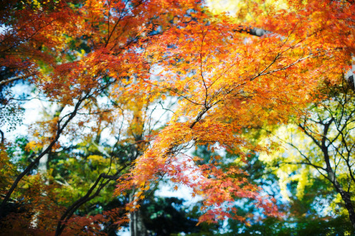 Autumn | Tokyo by jamesjustin on Flickr.