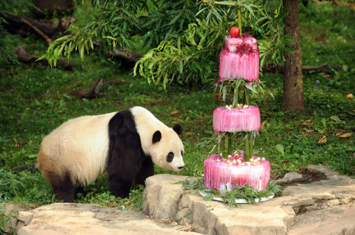 cake boss pictures. CAKE BOSS Giant panda Tai Shan