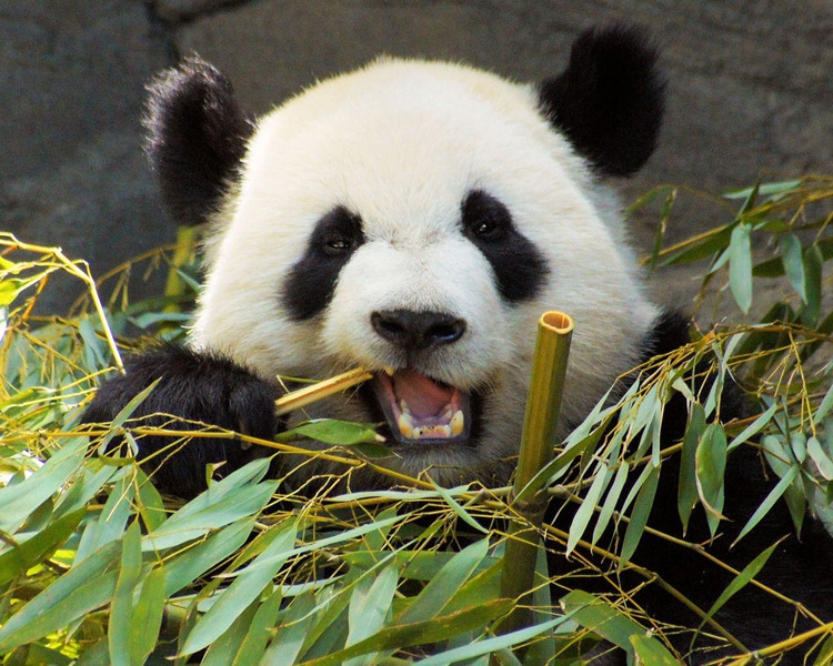 Genetic Research Uncovers Population History Of Giant Panda / Post by RedOrbit Staff &amp; Wire Reports via Pandas International
By re-sequencing the genomes of nearly three dozen wild giant pandas, a team of Chinese scientists say that they have managed to construct a complete, continuous history of this rarest member of the bear family, from its origins to the current day.
The researchers, who were led by the Institute of Zoology at the Chinese Academy of Sciences (CAS) and the genome sequencing center BGI, completed whole genome re-sequencing of 34 members of the species. They discovered that the six modern-day geographic giant panda populations could be divided into three genetic populations: Qinling (QIN), Minshan (MIN), and Qionglai-Daxiangling-Xiaoxiangling-Liangshan (QXL).
“We have identified three genetic populations of giant panda for the current six geographic populations lived in western of China,” Shancen Zhao, Project Manager from BGI, said in a statement on Sunday. Those three populations emerged after the giant pandas were impacted by several key evolutionary events over the years, including a pair of population expansions, two bottlenecks, and two population divergences, the researchers explained.
While the pandas we know today thrive on a diet of bamboo, their ancestors were omnivores or carnivores, with bamboo becoming the primary source of culinary sustenance for the creatures about three million years ago. It was then that the giant panda experienced its first population explosion, thanks largely to the warm and wet weather conditions that made bamboo more and more prevalent, the researchers said.
About 700,000 years ago, the population experienced a decline due to two Pleistocene glaciations in China. Following the retreat of those glaciations, the second population explosion occurred, with the bear species reaching their peak population between 30,000 to 50,000 years ago, the scientists explained.
More recently, the giant panda split into Qinling and non-Qinling populations about 300,000 years ago, and the non-Qinling split into the MIN and QXL populations approximately 2,800 years ago.
“They also found the evidence that population fluctuations were driven by global climate shifts, but recent human activities have likely caused population divergence and the serious recent decline.”