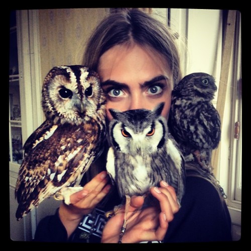 I am Dr Do-owlittle&#8230; Look into my owls!!
