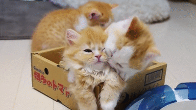 Fluffy kittens play fighting gif