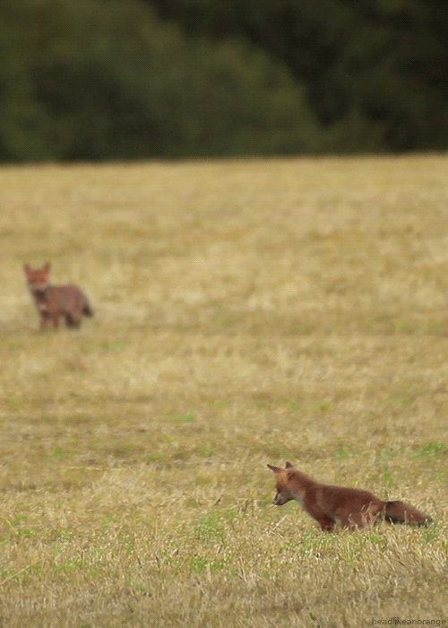 A red fox cub practices its hunting skills. (Wild France)
