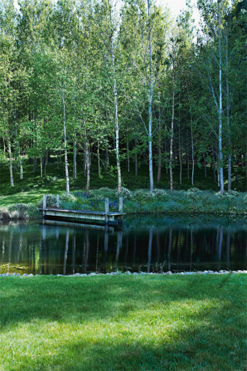 pond surrounded by birch trees