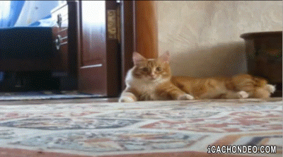funny animals amazing cat gif | WiffleGif