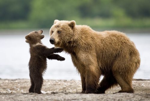 emuwren:

Brown Bear and cub - Ursus arctos. Northern Eurasia and North America.
