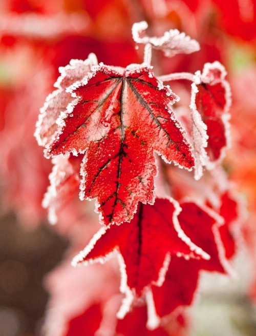 midnightinparis:

frosted red leaves
