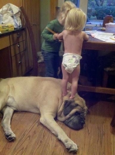 (via 21 Dogs Who Don’t Realize How Big They Are)