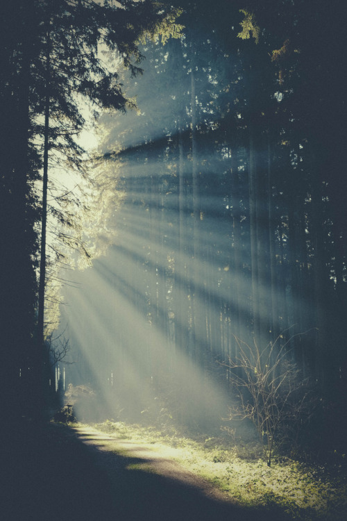 cre8ti0n:

Morning Light in the Forest
