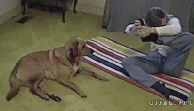 Dog Does Yoga With His Human [video]
