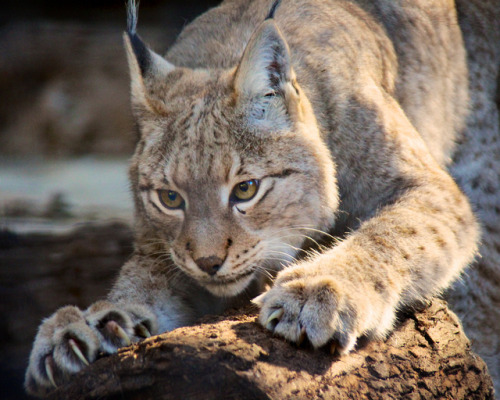 sdzoo:

My, what sharp claws you have! by Penny Hyde -  Siberian lynx commonly hunt prey three to four times their size. They can even kill reindeer when given the opportunity.
