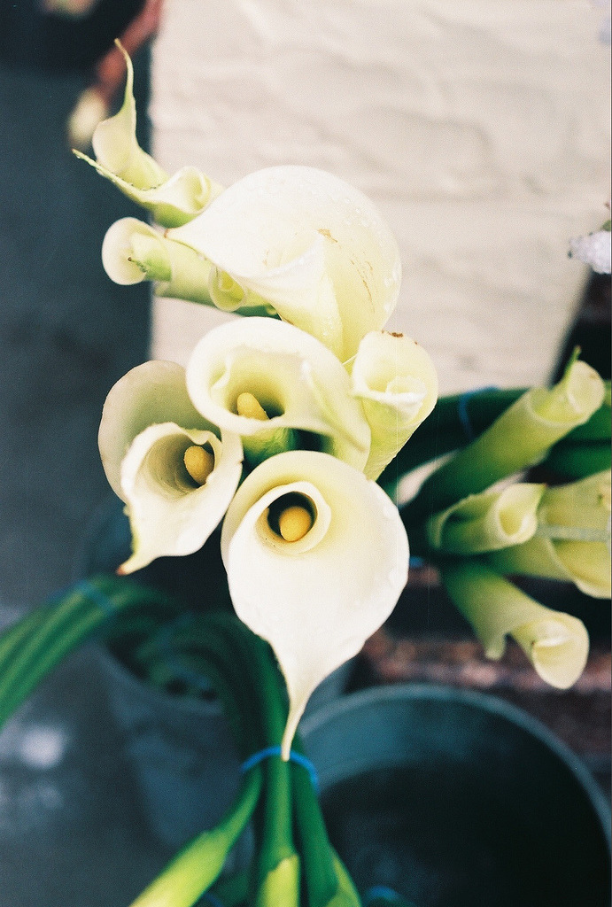 floralls:(by jane dear)