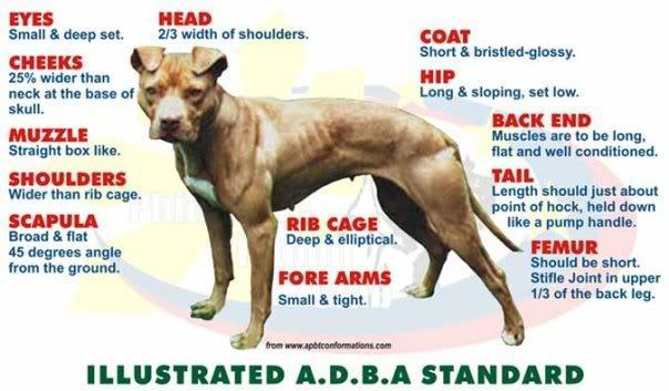 amstaff breed standard