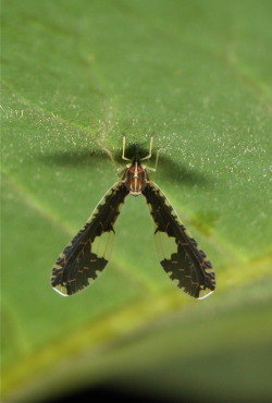 Long-winged Derbid Planthopper (Derbidae)
