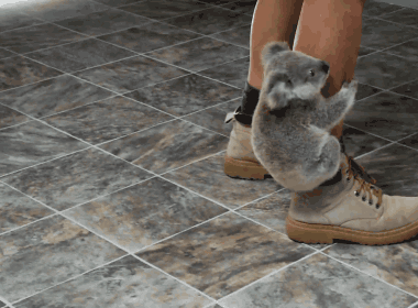 Koala hugging leg
