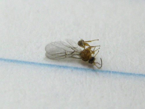 Macro of dead fruit fly