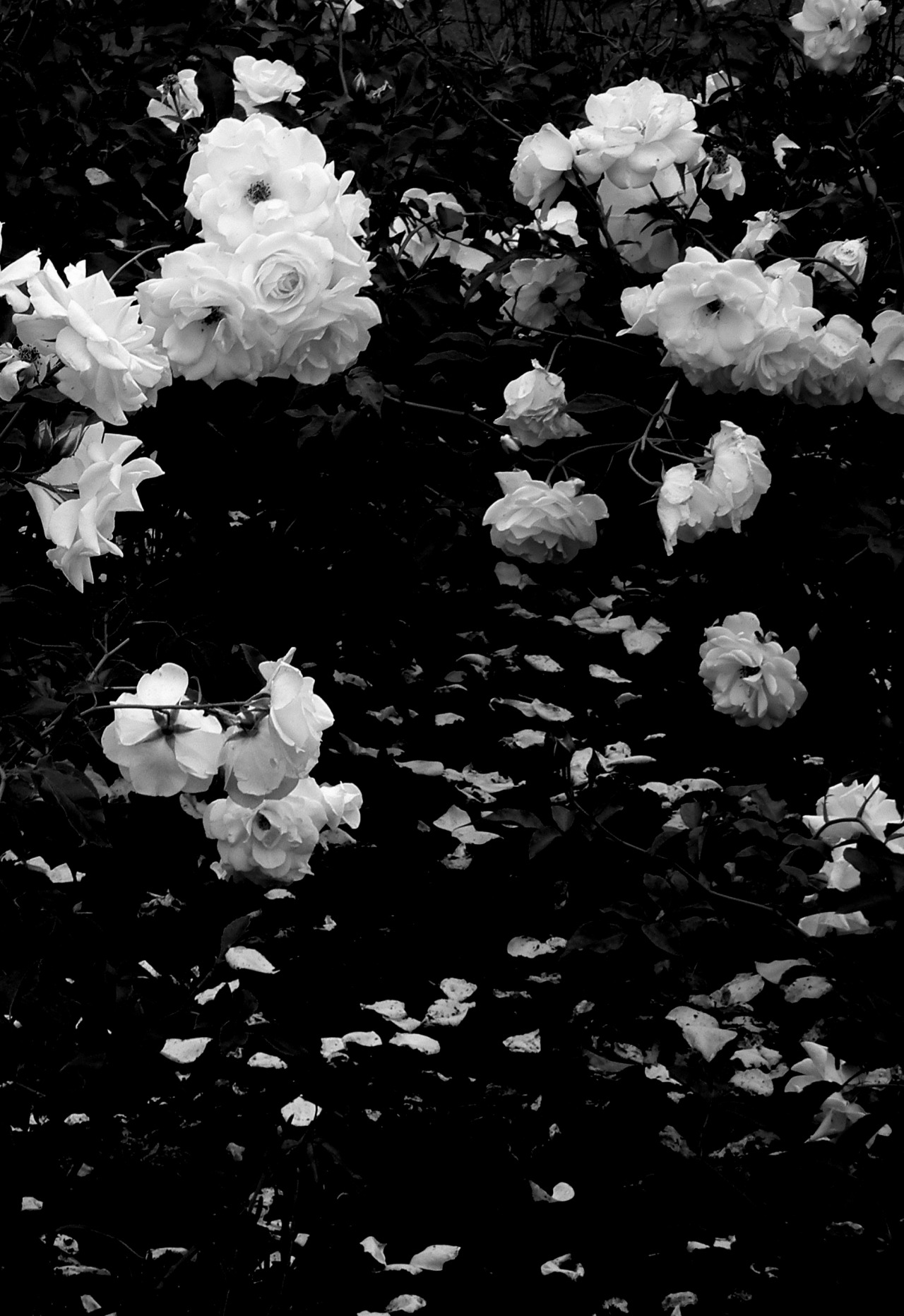 Roses Tumblr Black And White