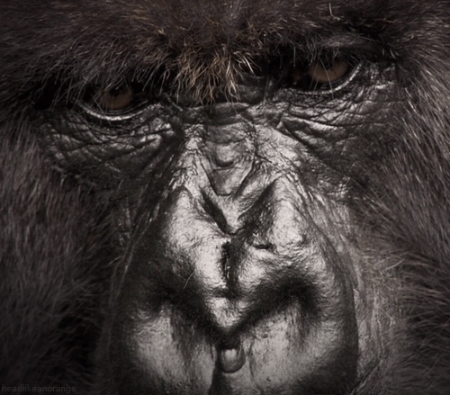 A mountain gorilla (Africa - BBC)