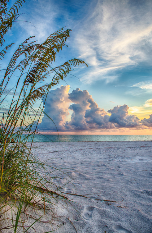 travelingcolors:

Sarasota sunset through the sea oats | Florida (by Kyle Miller)
