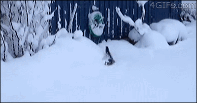 Résultat d’images pour gif chat dans la neige