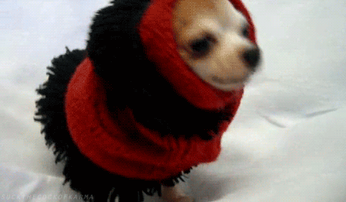 ... me for best gifs on tumblr ,best animals gifs ,best gifs ,funny gifs