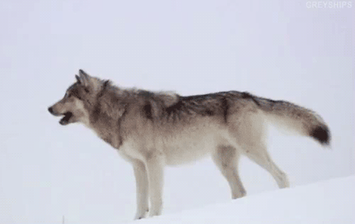 wolf howling gifs | WiffleGif