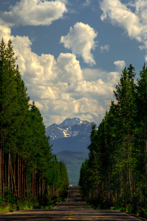 refluent:

Road Through the Trees in Yellowstone (von Carl’s Photography)
