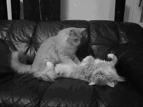 relationship funny cat gif | WiffleGif