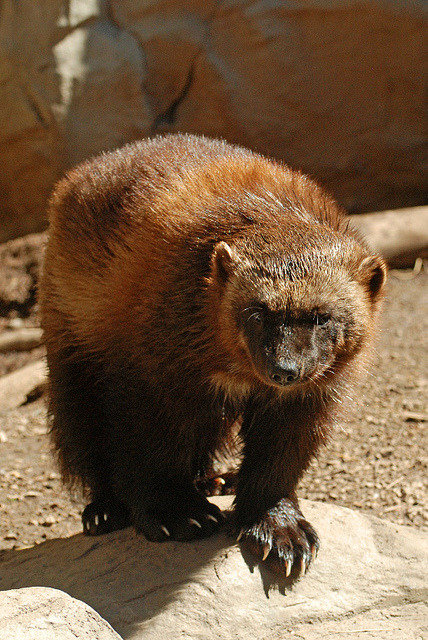 theanimaleffect:

Wolverine by djsime on Flickr.
