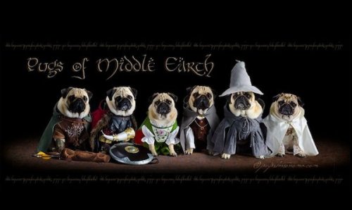 The Pugs of Middle-Earth
One does not simply walk into Mordor…our leashes don&#8217;t go that far.