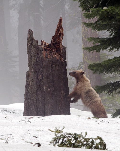 theanimaleffect:

Bear in Sequoia by MichaelGat on Flickr.
