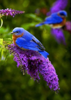 wwonderfulworld:

Blue Bird Of Wonder &amp; Awe! on We Heart It - http://weheartit.com/entry/55420688/via/twisterfriend
