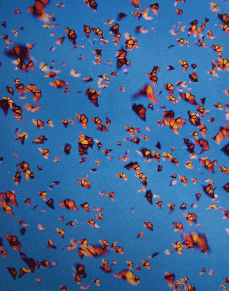 Butterfly Explosion  (butterfly beautiful gorgeous clear blue sky monarchs)
