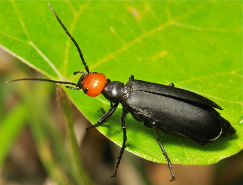 Blister Beetle (Epicauta hirticornis, Meloidae)