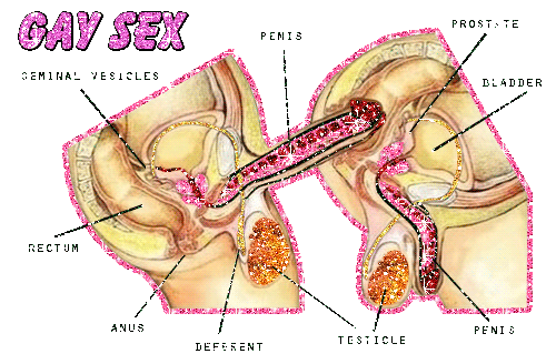 Anal Sex Diagram 91
