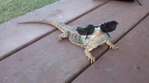 the-absolute-funniest-posts:

lizardsenjoyinglife:
cooler than you.