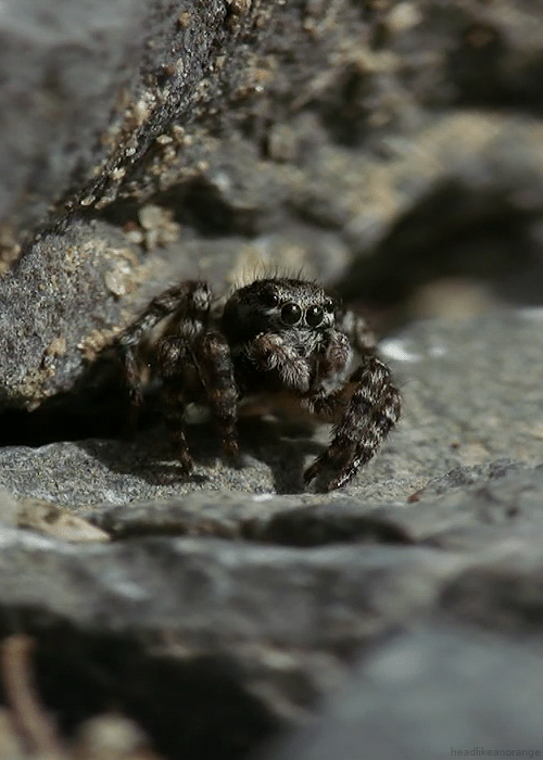Jumping spider (RollsRojs)