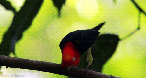 A male red-capped manakin trying to impress a female. (North America - Discovery Channel)